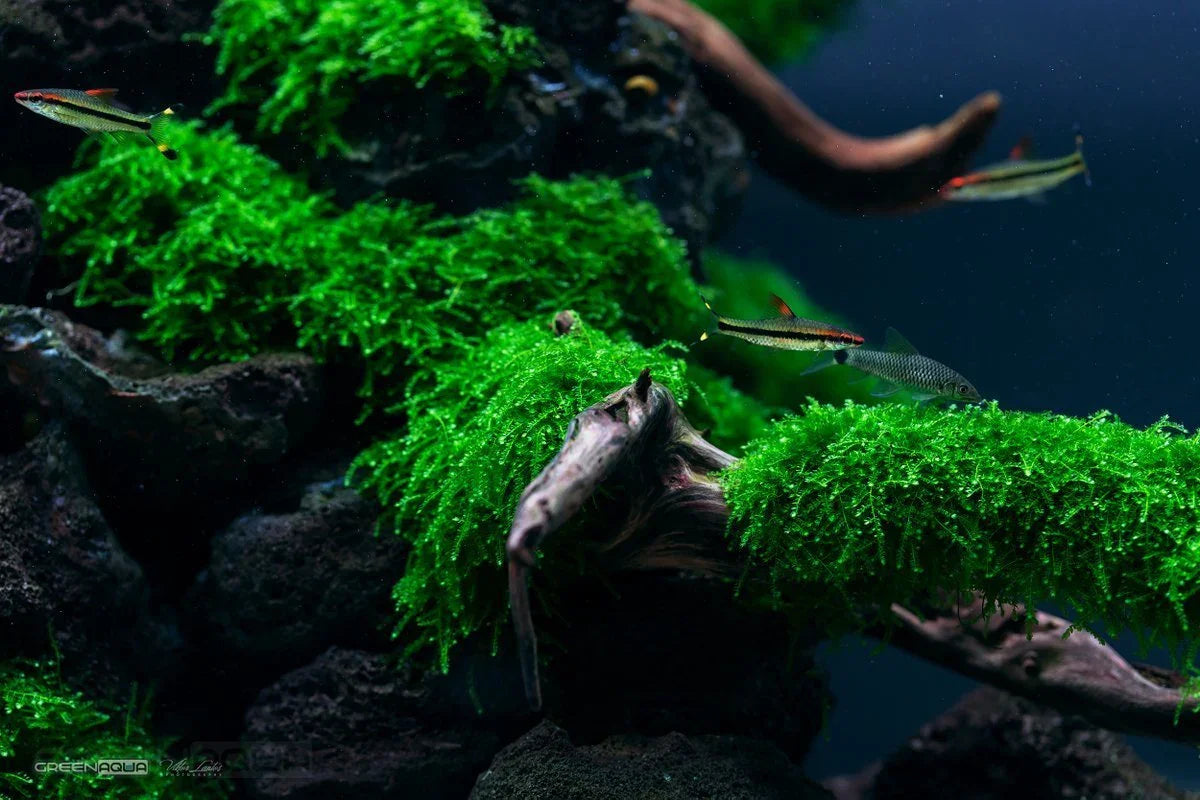 Weeping Moss (Vesicularia ferriei) (Rare).