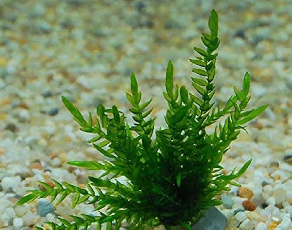 Willow Moss (Fontinalis antipyretica) (Rare).