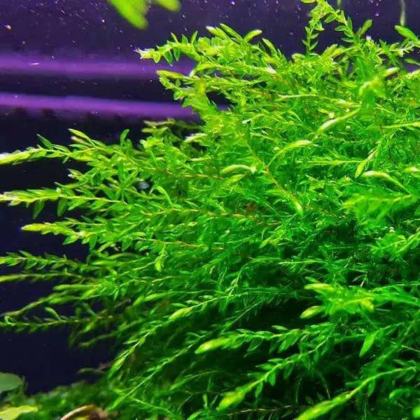 Willow Moss (Fontinalis antipyretica) (Rare).