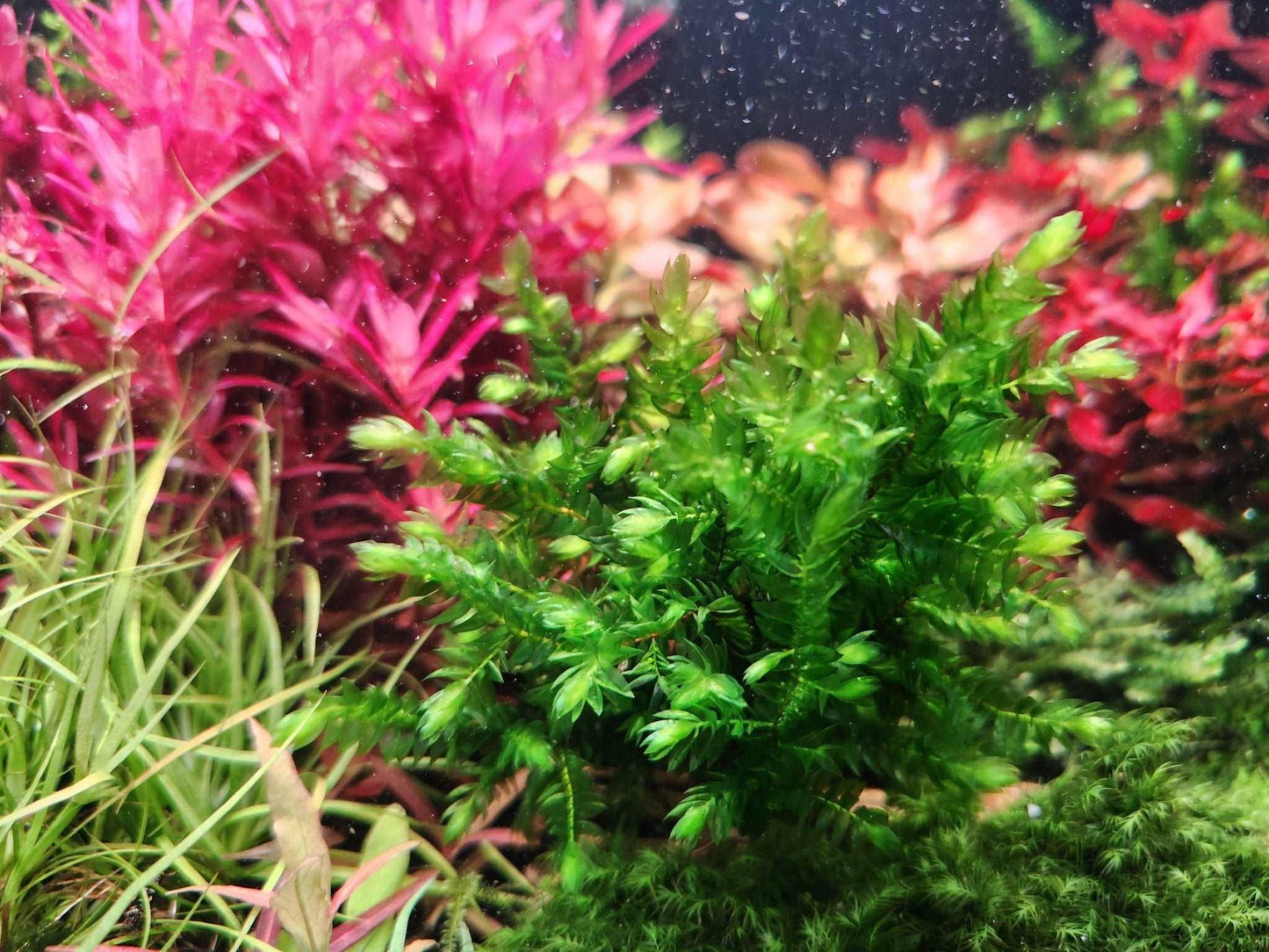 Willow Moss (Fontinalis antipyretica) (Rare).