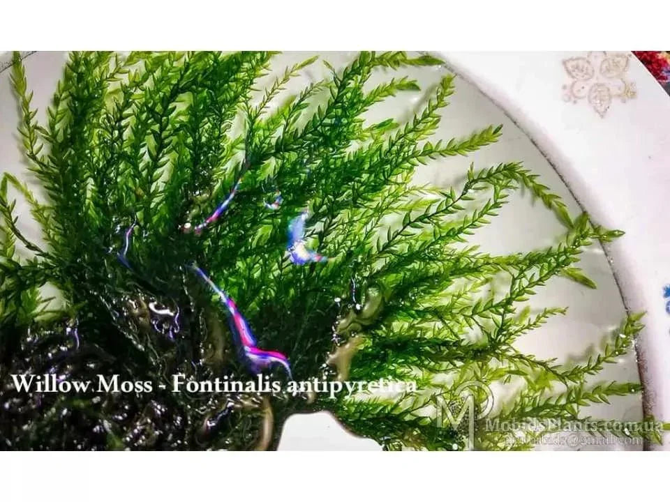 Willow Moss (Fontinalis antipyretica) (Rare).