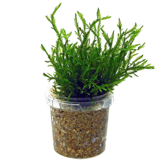 Willow Moss (Fontinalis antipyretica) (Rare).