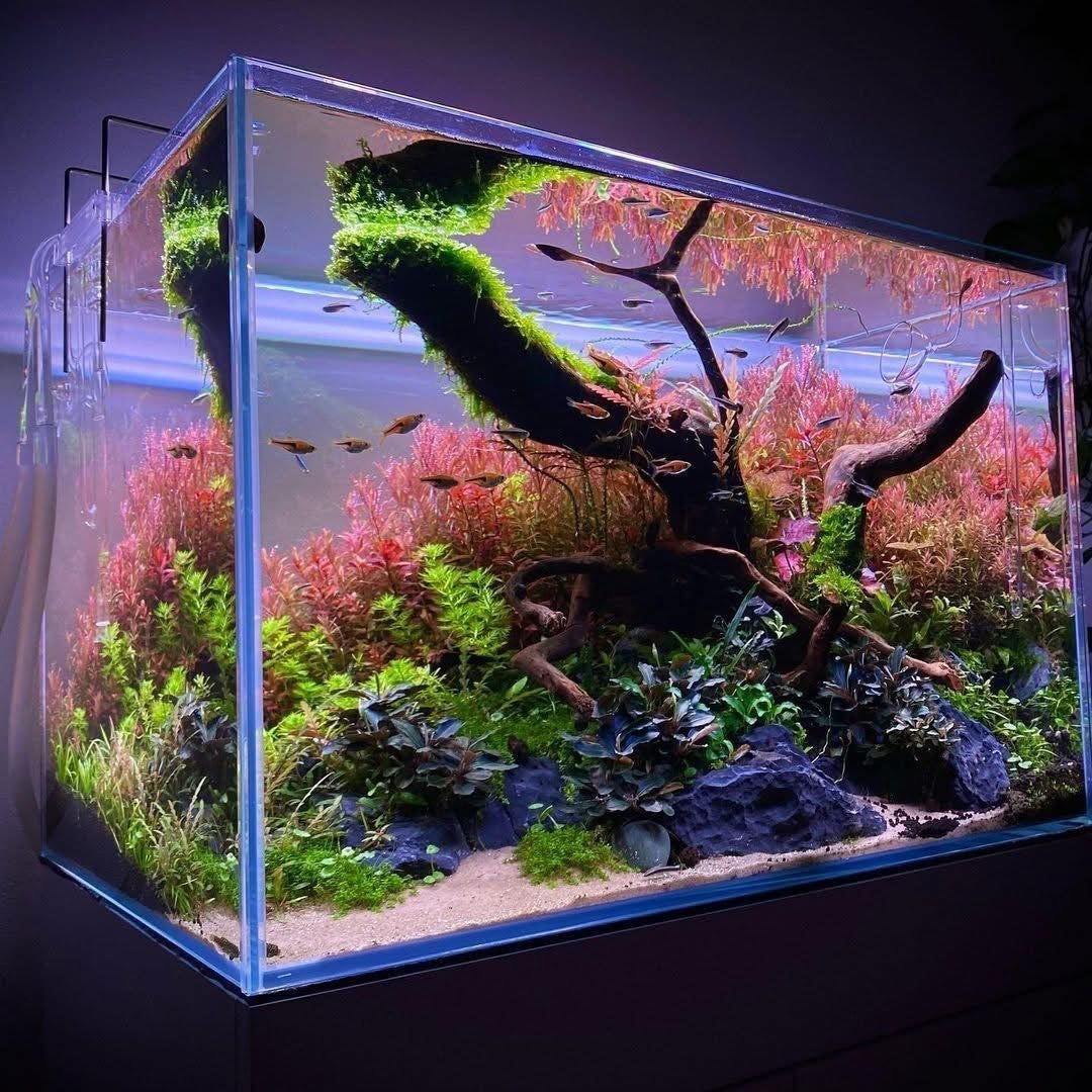 The Aquascaping Bible